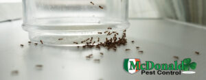 How to Get Rid of Ants around Kitchen Sink